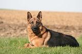 BERGER ALLEMAND 1337